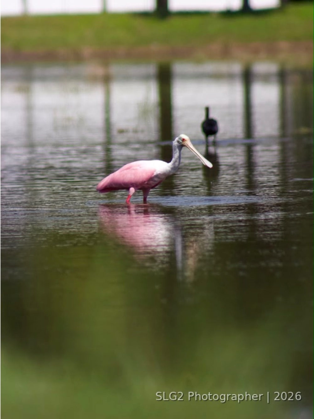 Roseate Spoonbill Wildlife Photography Print Florida 8x10 SLG2 Photographer P1